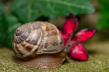 Commercial stock photo of a garden snail with a textured shell near a red flower © Михаил Шорохов