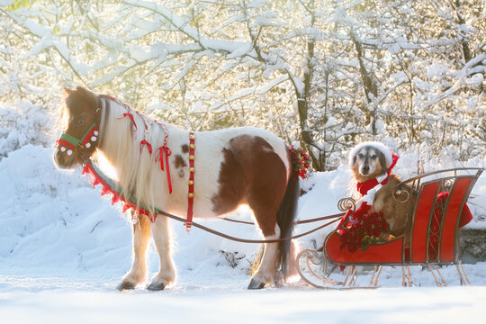 Christmas Horse and dog in sled sleigh