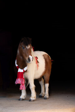 Christmas Horse 