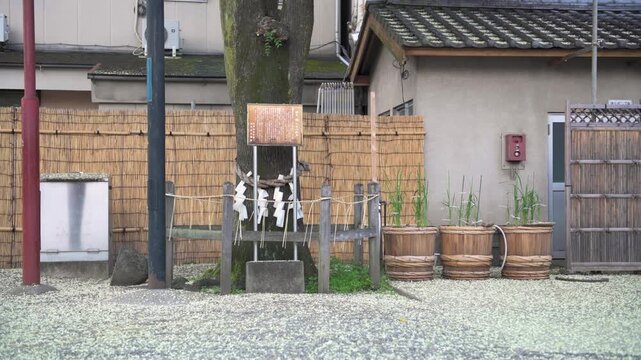 Shimenawa sacred rope decorated with shide zigzag paper on a tree at Asakusa Shrine, Asakusa, Tokyo, Japan