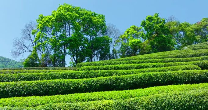Lush green terraced tea plantation bushes cover a sloping hillside under bright sunlight, with leafy trees against a clear blue sky.
