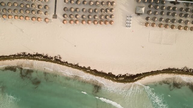 Aerial view of beach umbrellas beside a sargassum lined turquoise shore