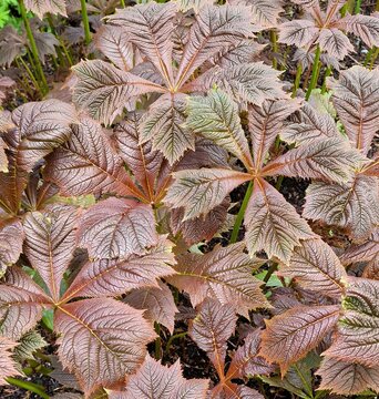 Top view textured carpet of bronze feathered rodgersia pinnata foliage unfurling with intricate ridged vein patterns