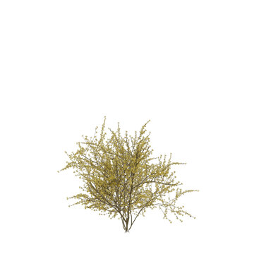 Virginian Witch-Hazel