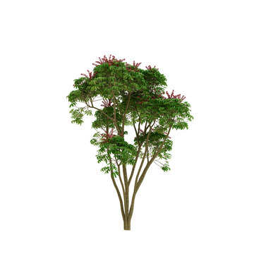 Umbrella Tree