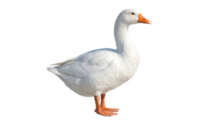 White domestic goose with orange beak and feet, isolated on transparent background © Mira