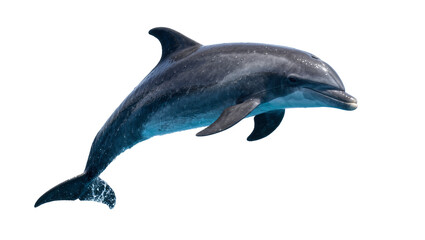 Sleek grey dolphin leaping from water, isolated on transparent background © Mira