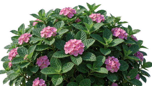 Lush green hydrangea bush with clusters of pink flowers, isolated on transparent background