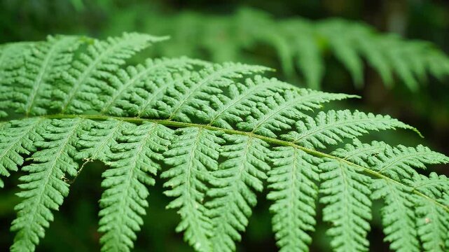 Lush green fern leaf in tropical rainforest, close up of vibrant fern frond texture, natural botanical foliage in wild jungle environment isolated on White Background