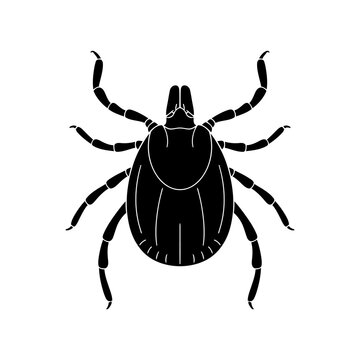 Black silhouette of a tick insect isolated on white background.