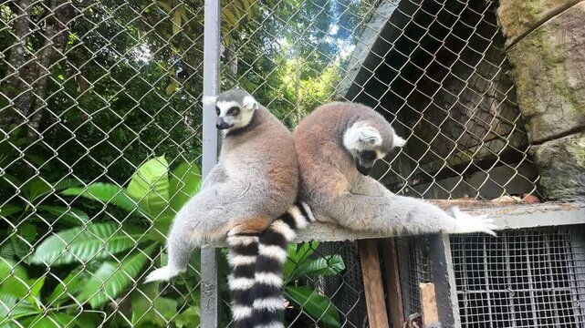 Ring-tailed lemurs resting on a fence in a lush green environment with trees and foliage in the background. Safari park on Phu Quoc island. Wildlife Africa concept