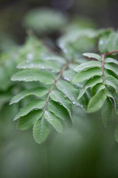 Leaves on branches of rowan tree