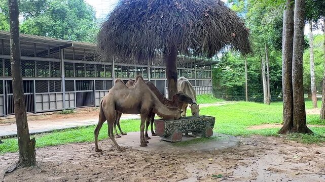 Two camels drinking water under a thatched roof structure in a green outdoor enclosure surrounded by trees and a fenced area