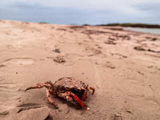 Red crab crawls across sandy beach under cloudy sky. Sand texture detailed with footprints around. Scene calm, natural, perfect for travel or nature themes. Use in eco-tourism, wildlife © mark_gusev