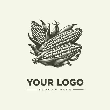 Vintage style illustration of fresh corn cobs for farm logo design.