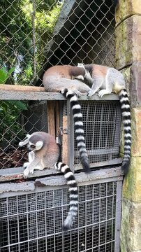Ring-tailed lemurs resting on a fence in a lush green environment with trees and foliage in the background. Safari park on Phu Quoc island. Wildlife Africa concept