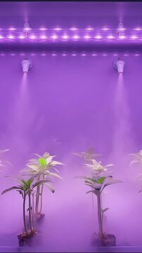 Aeroponic plant growth showing purple led lighting misting system inside modern vertical farm