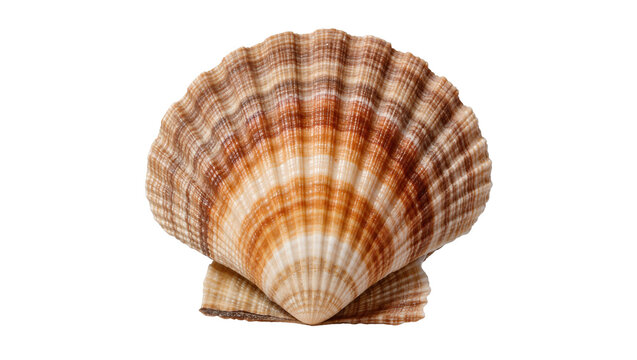 Natural brown and white striped scallop seashell, isolated on transparent background