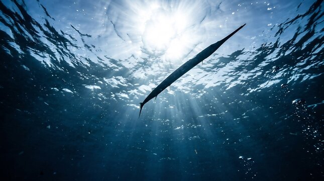 Slender needlefish silhouette swimming near the ocean surface