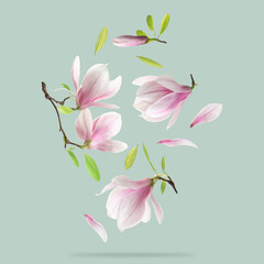 Beautiful magnolia flowers and leaves falling against pastel green background © New Africa