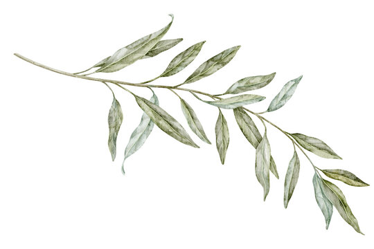 Olive foliage watercolor illustration with a curved leafy Branch isolated on white background. Mediterranean botanical clipart for wedding invitations, greeting cards and elegant stationery.