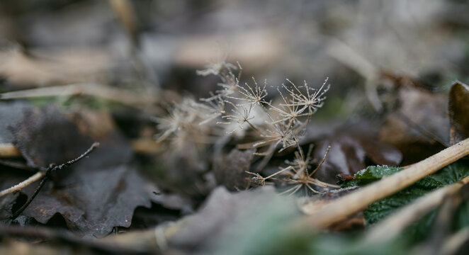 Delicate hoarfrost covers plants and natural details in a cold winter forest. Fine ice crystals create an atmospheric seasonal texture against a soft blurred woodland background.