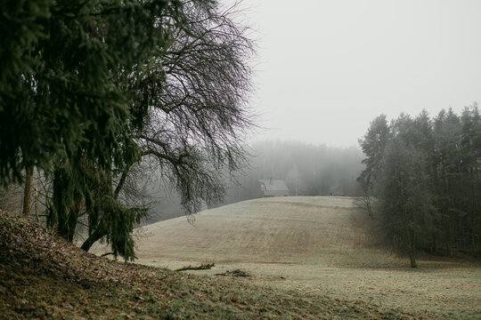Dark atmospheric forest landscape on a cold foggy winter day without snow. Bare deciduous trees and evergreen conifers create a moody natural woodland scene.