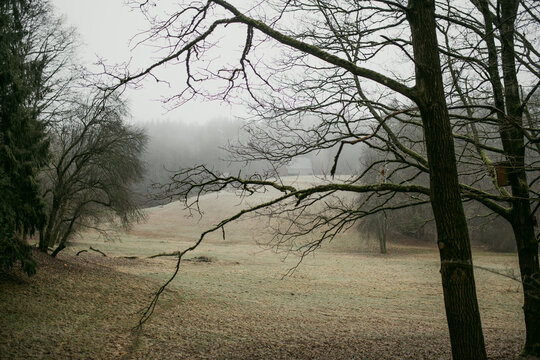Dark atmospheric forest landscape on a cold foggy winter day without snow. Bare deciduous trees and evergreen conifers create a moody natural woodland scene.