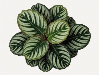 Obraz premium Top view of mini Calathea plant in white background. Green patterned leaves with white stripes grow in circle. Small indoor houseplant for home office decor interior design project. Tropical foliage