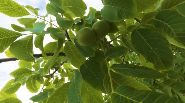 Close up low angle shot of unripe green walnuts growing on tree branch with vibrant green foliage under bright sky stock video footage, organic agriculture and nut farming concept