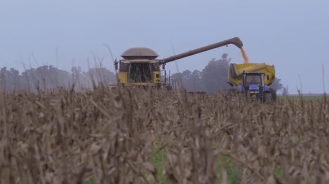 Trilla, cosecha ma&iacute;z y traspaso a tolva transportadora en campo argentino
