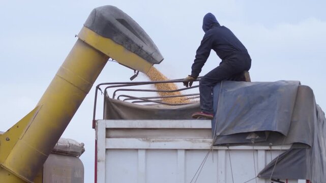 Carga cosecha ma&iacute;z a cami&oacute;n de transporte con operario controlando, campo argentino