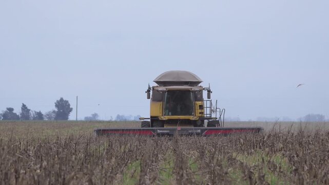 Trilladora cosehando ma&iacute;z en campo argentino