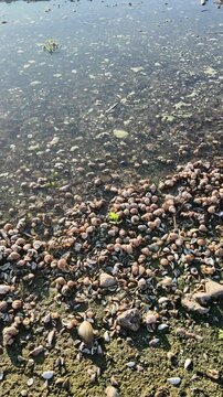 Numerous empty snail shells scattered along the muddy shoreline of a shallow freshwater pond