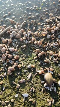 Many small river snails and empty shells scattered along the muddy shore of a freshwater lake