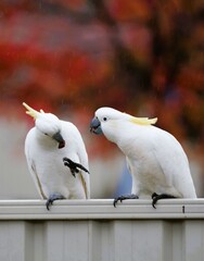two sulphur crested cockatoo © Nikki