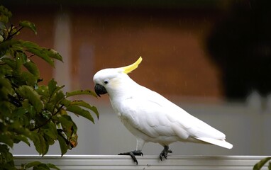 sulphur crested cockatoo © Nikki