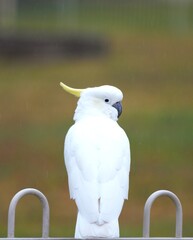 sulphur crested cockatoo © Nikki