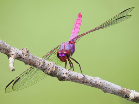 An Extreme Focus Stacked Close-up Image of a Roseate Skimmer Dragonfly Facing You on a Perch