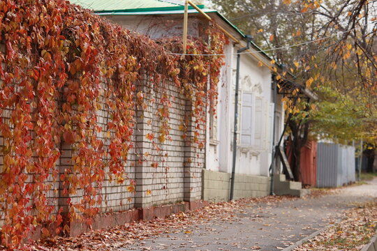 Autumn walkway &mdash; Ivy-covered brick wall along a leaf-strewn sidewalk, fall season walkway
