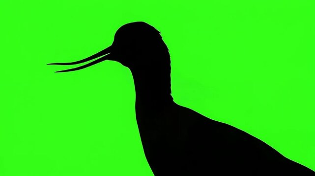 African avocet wading bird standing alert in shallow freshwater marsh with copy space for branding