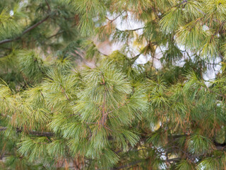 Cedar branches with long fluffy needles with a beautiful blurry background. © Dmitrii Potashkin