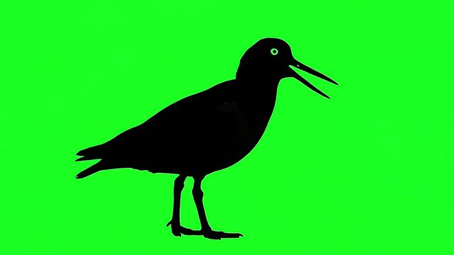 African oystercatcher bird standing on sandy beach with reflective water and clear sky