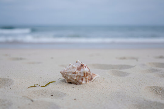 Solitary conch shell on pale wind-sculpted sand near gentle waves under overcast horizon