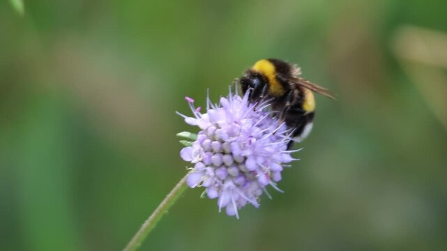 Bourdon (Bombus sp.) butinant une fleur mauve en gros plan