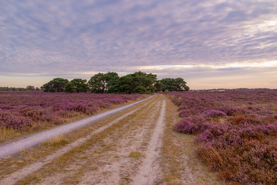 Nature landscape, Flowering Calluna vulgaris (heide, ling, or simply heather) Purple flowers field with sunrise light, Balloerveld is a hamlet in the municipality of Aa en Hunze, Drenthe, Netherlands.