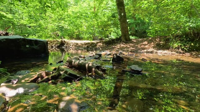 Low-angle view of a pristine, shallow creek flowing over mossy stones and surrounded by lush green forest at Bell Smith Springs in Shawnee National Forest, IL.