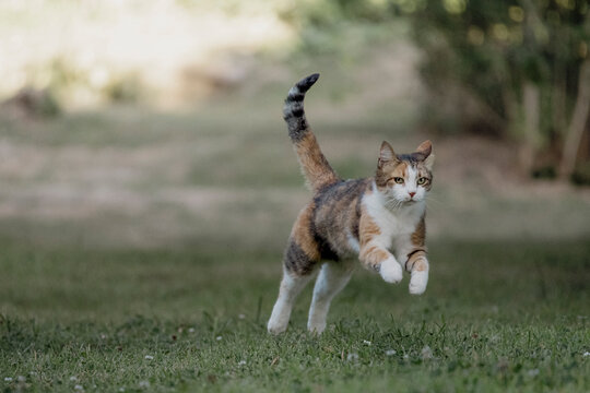 Un chat bondissant dans l'herbe