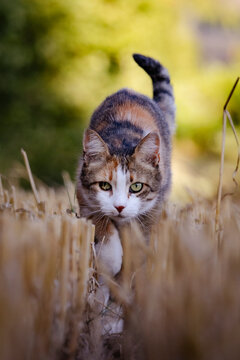 Un chat dans un champ de bl&eacute; coup&eacute;