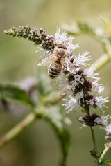 Une abeille sur une fleur de menthe © Vincent